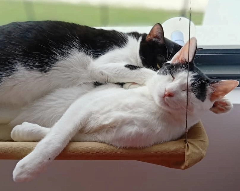 two cats on a bench