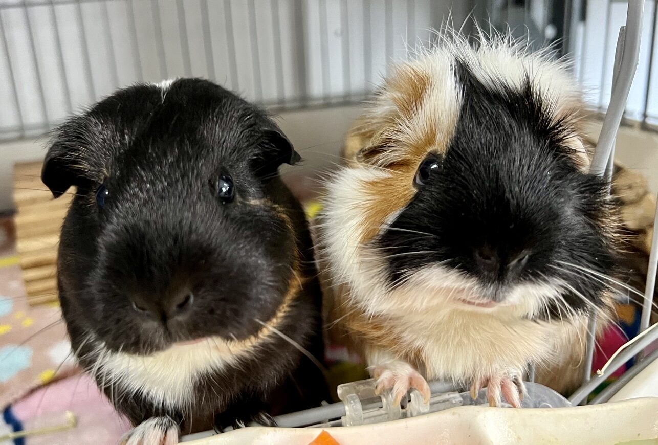 Yoonah Je's guinea pigs